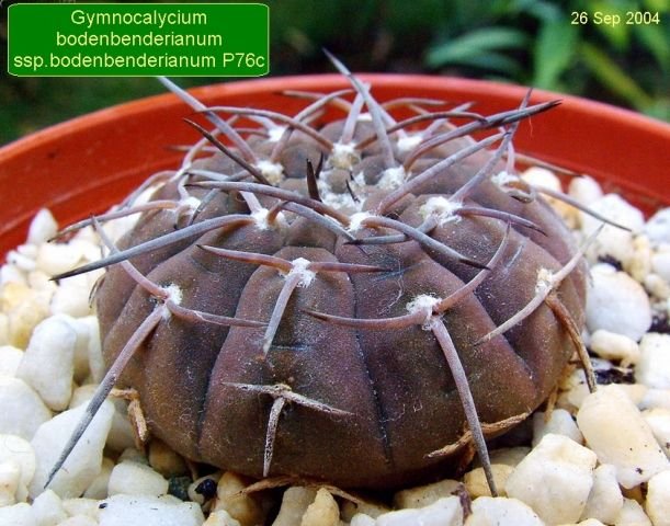 Gymnocalycium _bodenbenderianum _ssp.bodenbenderianum_ P76c _05